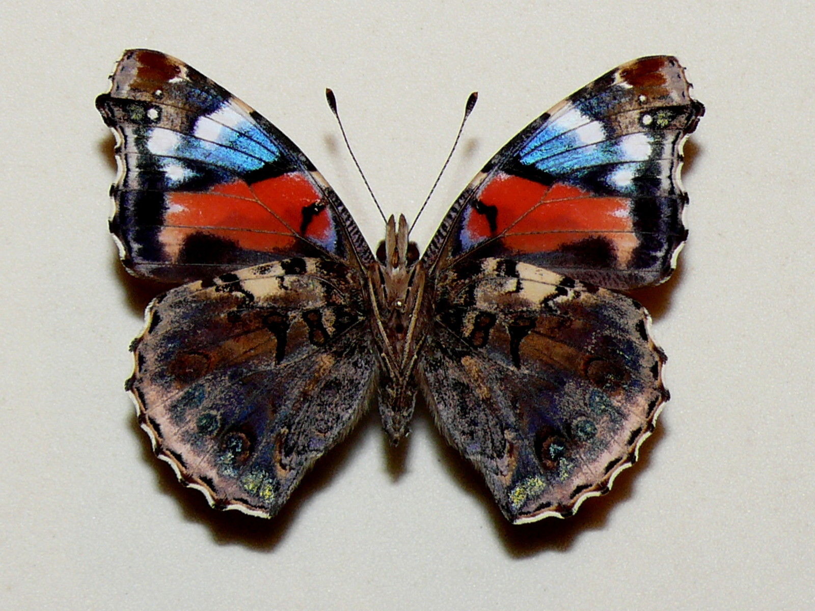Vanessa atalanta (aberration revers) Internet Image property of respective owner, non-commercial use only